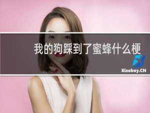 我的狗踩到了蜜蜂什么梗