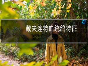戴夫连特血统鸽特征