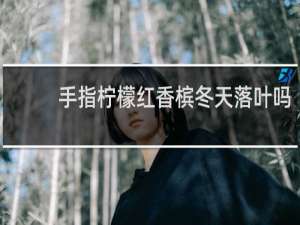 手指柠檬红香槟冬天落叶吗