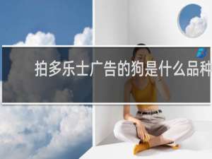 拍多乐士广告的狗是什么品种
