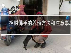 招财佛手的养殖方法和注意事项