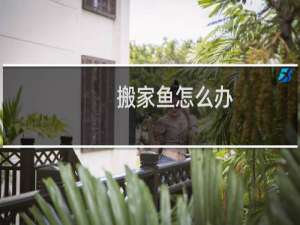 搬家鱼怎么办