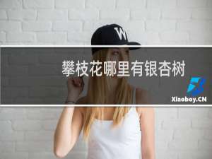 攀枝花哪里有银杏树