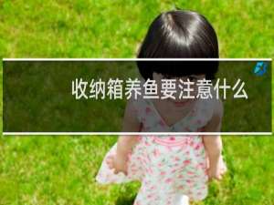 收纳箱养鱼要注意什么
