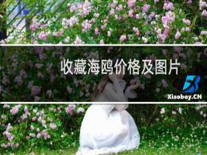 收藏海鸥价格及图片
