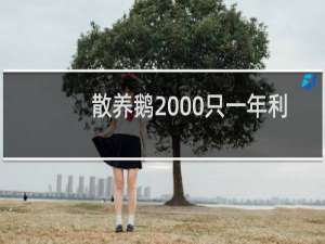 散养鹅2000只一年利润多少