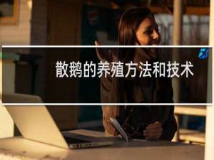 散鹅的养殖方法和技术