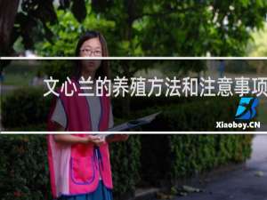 文心兰的养殖方法和注意事项