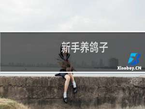 新手养鸽子