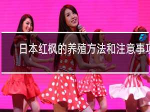 日本红枫的养殖方法和注意事项