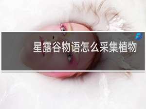 星露谷物语怎么采集植物