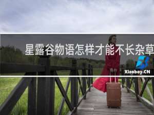 星露谷物语怎样才能不长杂草