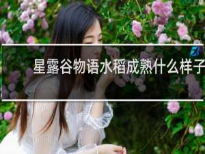 星露谷物语水稻成熟什么样子