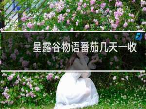 星露谷物语番茄几天一收
