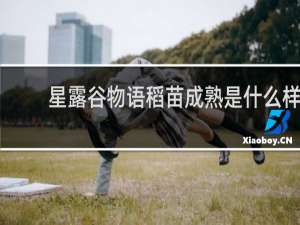 星露谷物语稻苗成熟是什么样