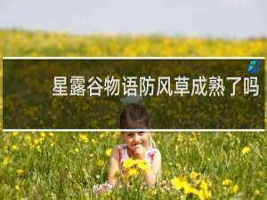 星露谷物语防风草成熟了吗