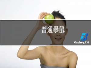 普通攀鼠(关于普通攀鼠的简介)