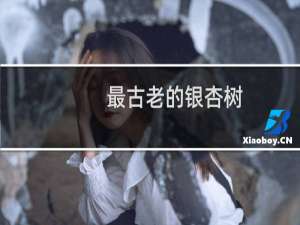 最古老的银杏树