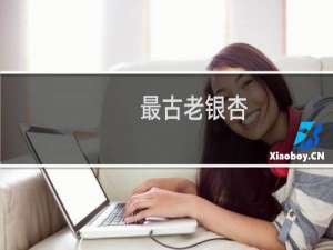 最古老银杏