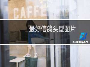 最好信鸽头型图片
