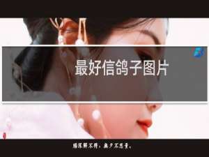 最好信鸽子图片