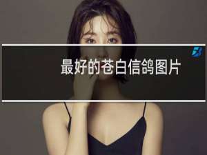 最好的苍白信鸽图片