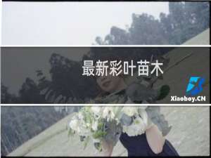 最新彩叶苗木