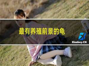最有养殖前景的龟