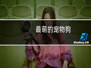 最萌的宠物狗