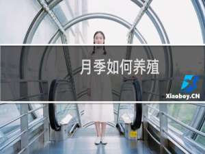 月季如何养殖