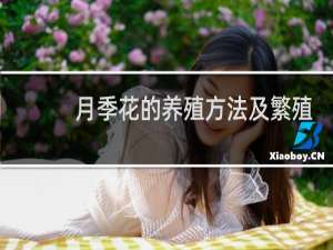 月季花的养殖方法及繁殖