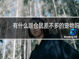 有什么跟仓鼠差不多的宠物吗