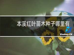 本溪红叶苗木种子哪里有