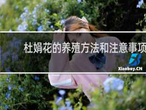 杜娟花的养殖方法和注意事项