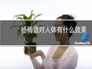 杨梅酒对人体有什么效果