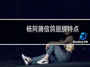 杨阿腾信鸽翅膀特点