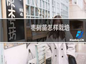 枣树苗怎样栽培