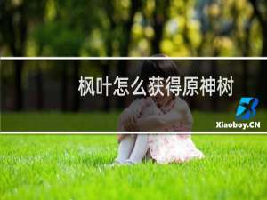 枫叶怎么获得原神树