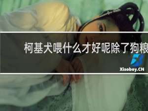 柯基犬喂什么才好呢除了狗粮