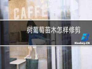 树葡萄苗木怎样修剪