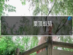 栗顶蚁鸫(关于栗顶蚁鸫的简介)
