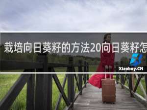 栽培向日葵籽的方法 向日葵籽怎么种