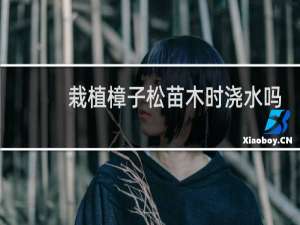 栽植樟子松苗木时浇水吗