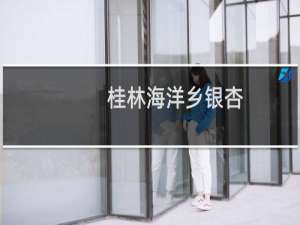 桂林海洋乡银杏