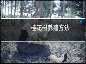 桂花树养殖方法