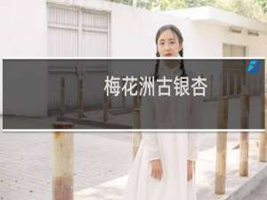 梅花洲古银杏