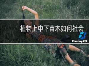 植物上中下苗木如何社会