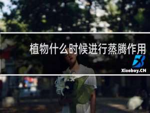 植物什么时候进行蒸腾作用