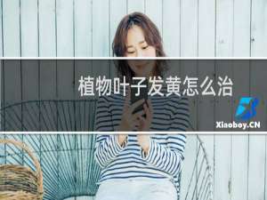 植物叶子发黄怎么治