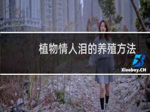 植物情人泪的养殖方法